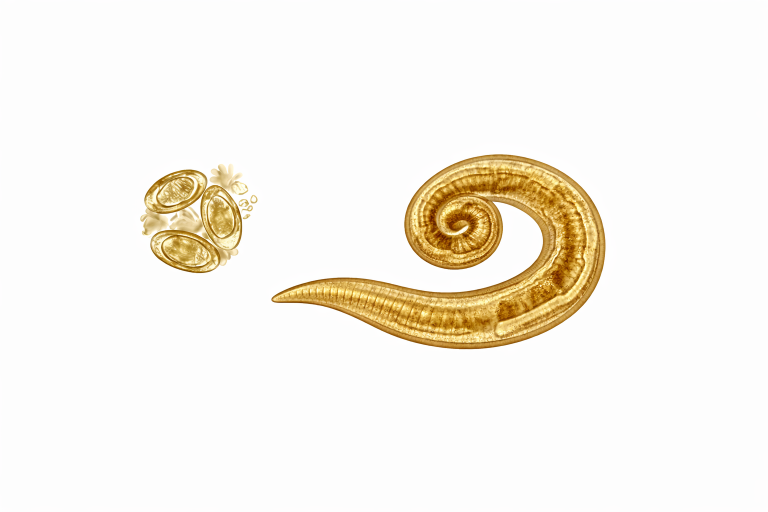 Microscopic view of Enterobius vermicularis (human pinworm) showing adult worm with reduced coil and cluster of eggs under brightfield microscopy, illustrating diagnostic morphology for educational and health awareness.