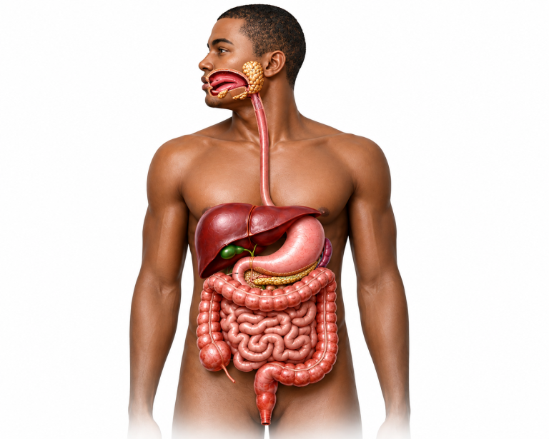 Anatomy of the gut. What is leaky gut, how probiotic help with gut health