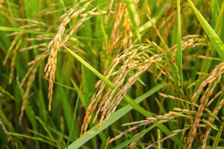 RICE AT FARM