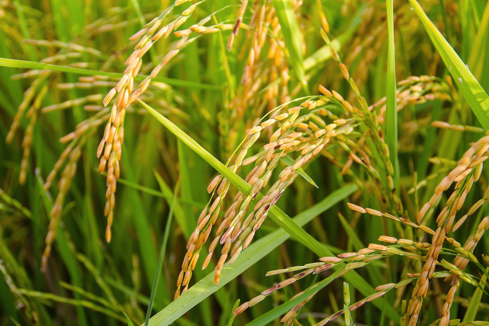 RICE AT FARM